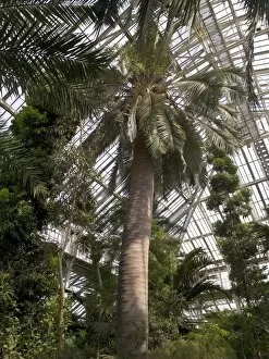 Glass House Gallery: chilean wine palm, Temperate House interior