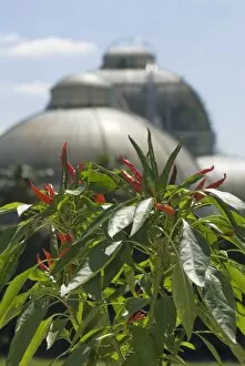 Glasshouses Gallery: Chilli display