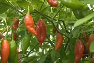 Edible plants Gallery: Chillies