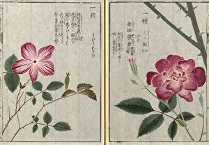 Iwasaki Tsunemasa Collection: China rose (Rosa chinensis), woodblock print and manuscript on paper, 1828