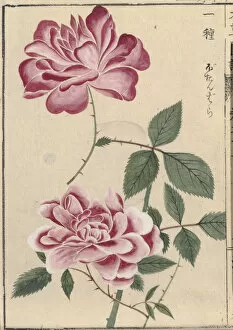 Kanen Iwasaki Gallery: China roses (Rosa chinensis), woodblock print and manuscript on paper, 1828