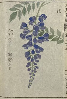 1820s Collection: Chinese wisteria (Wisteria sinensis), woodblock print and manuscript on paper, 1828