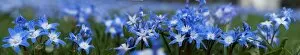 Images Dated 21st March 2011: Chionodoxa flowers