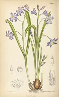Lithograph On Paper Gallery: Chionodoxa luciliae, 1879