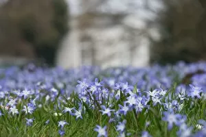Chionodoxa planting in front of the Orangery