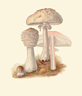 Mushroom Collection: Chlorophyllum rhacodes, c. 1915-45
