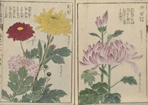 Plant Portrait Collection: Chrysanthemums (Chrysanthemum morifolium and Dendranthema grandiflorum)