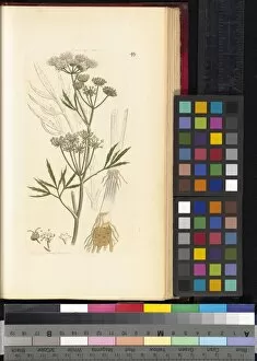 More Botanical Illustrations Collection: Cicuta virosa