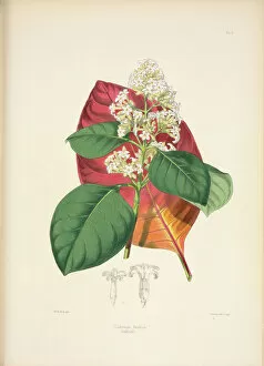 Botanical Illustration Gallery: Cinchona anglica, 1869