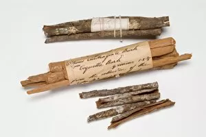 Rubiaceae Gallery: Cinchona bark specimens