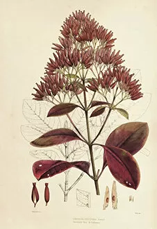 Medicinal Plants Gallery: Cinchona calisaya, 1862