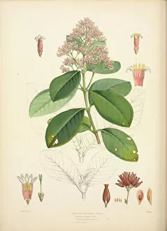 Medicinal Plants Gallery: Cinchona Calisaya, 1862