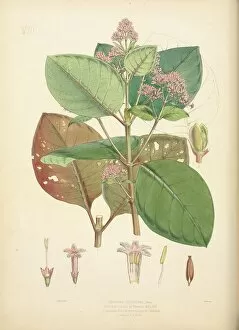 Pink Flower Gallery: Cinchona calisaya var. ledgeriana, 1862