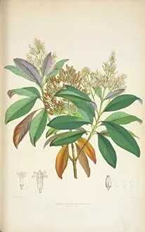 Plant Structure Gallery: Cinchona calisaya var. ledgeriana, 1869