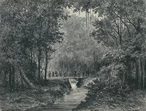 Etching Collection: A cinchona forest in Latin America, 1880