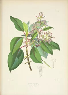 Botanical Art Collection: Cinchona officinalis, 1869