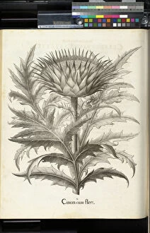 Botanical Illustration Gallery: Cinera cum flore