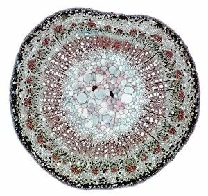Microscopic Images Collection: Cissus rhombifolia