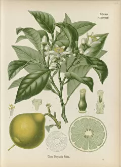 Edible Plants Gallery: Citrus bergamia, 1887