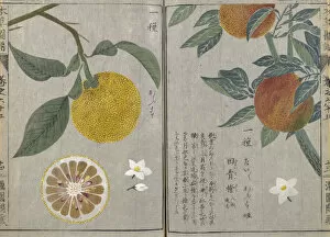 Double Page Collection: Citrus (Citrus aurantium), woodblock print and manuscript on paper, 1828