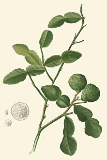 Plant Portrait Collection: Citrus hystrix, 1819