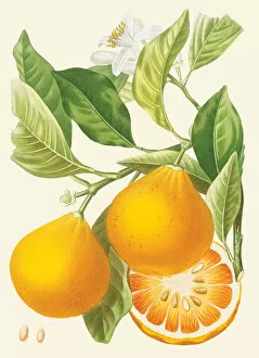 Botanical Drawing Collection: Citrus x aurantium, 1782
