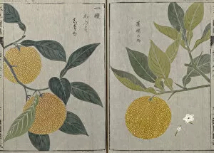 Japan Gallery: Citrus x aurantium orange, ancient cultivar of the mandarin-pomelo hybrid complex, Honzo Zufu, 1828
