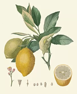 Edible Plants Gallery: Citrus x limon, 1846