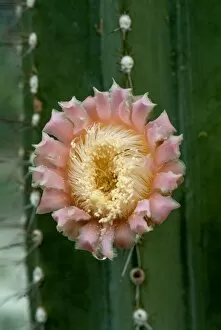 Pink Flower Gallery: Cleistocactus baumannii