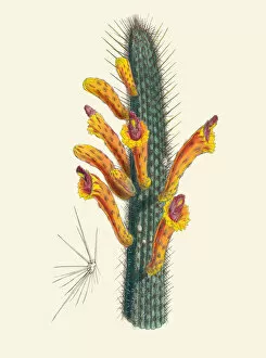 Walter Hood Fitch Collection: Cleistocactus baumannii, 1850