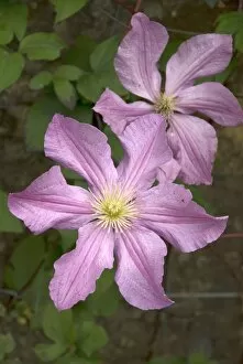 Floral gardens Collection: Clematis