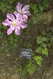 Climber Gallery: Clematis