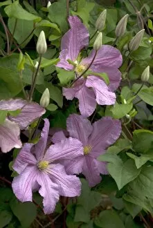 Floral gardens Collection: Clematis