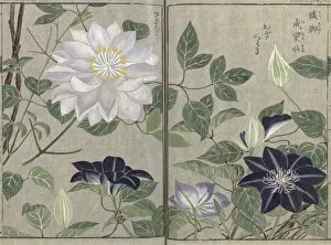 Honzo Zufu Collection: Clematis (Clematis florida), woodblock print and manuscript on paper, 1828