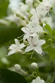 Tropical plants Gallery: Clerodendrum laciniatum