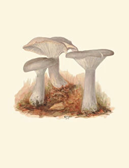 Images Dated 21st April 2022: Clitocybe nebularis, c.1915-45