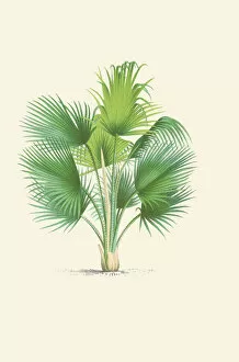 Botanical Art Gallery: Coccothrinax barbadensis, 1878