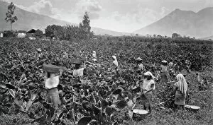 West Indies Collection: Cochineal beetle harvest, by Eadweard Muybridge