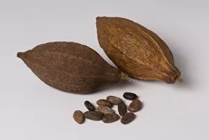 Coco Nut Collection: Coconut