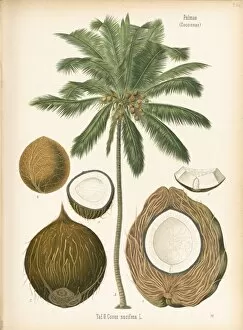Botanical Art Collection: Cocos nucifera (coconut), 1887