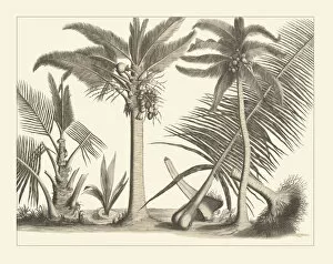 Black And White Collection: Cocos nucifera, coconut palm, 1678