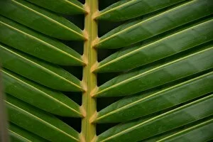 Cocos nucifera leaf
