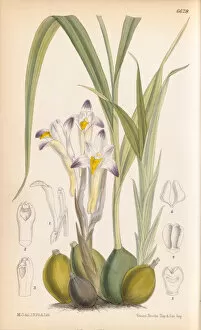 Orchids Gallery: Coelia bella, 1882
