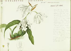 White Flower Gallery: Coelogyne cristata, 1877