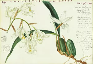 Archival Scrapbook Collection: Coelogyne cristata, 1877