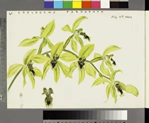 Flora Gallery: Coelogyne pandurata