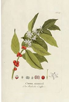 Colour Collection: Coffea arabica, 1789
