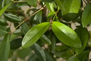 Endangered plants Collection: Coffea myrtifolia