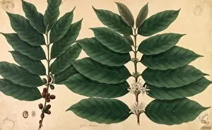 Edible Plants Collection: Coffea plant, Company Art