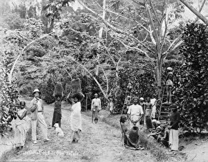 Coffee Gallery: Coffee harvest at Batu Cave Estate, Singapore, 1899